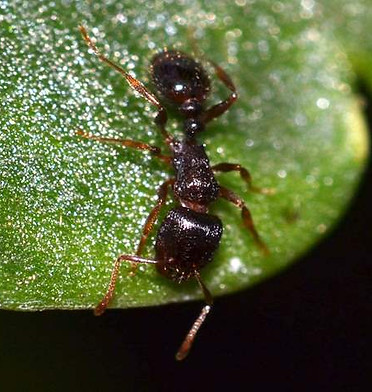 Pavement Ant.jpg