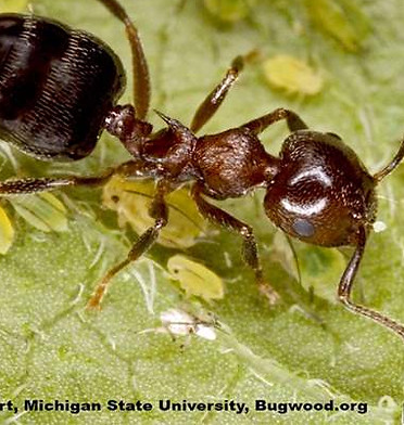acrobat ant.jpg