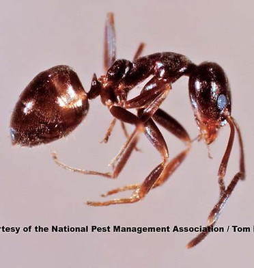 Argentine Ant.jpg