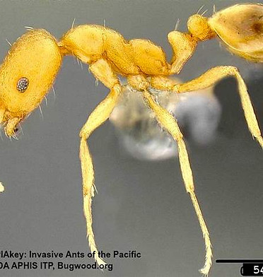 Pharoah Ants.jpg