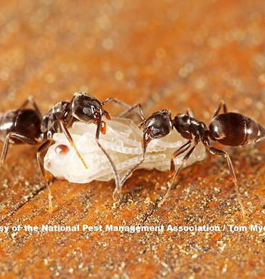 Odorous Ant House.jpg