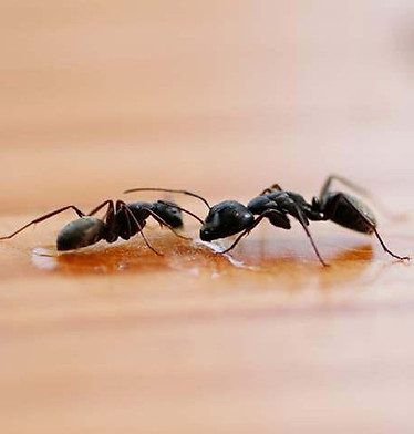 Little Black Ants.jpg