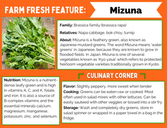 Farm Fresh Feature: Mizuna