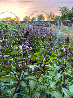 Flower of the Week: Basil