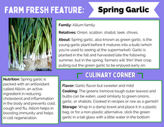 Farm Fresh Feature: Spring Garlic