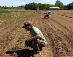 Greens Galore: Seasonality in a Rapidly Changing Climate