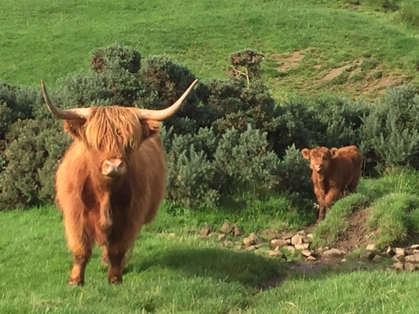 Highland Cattle