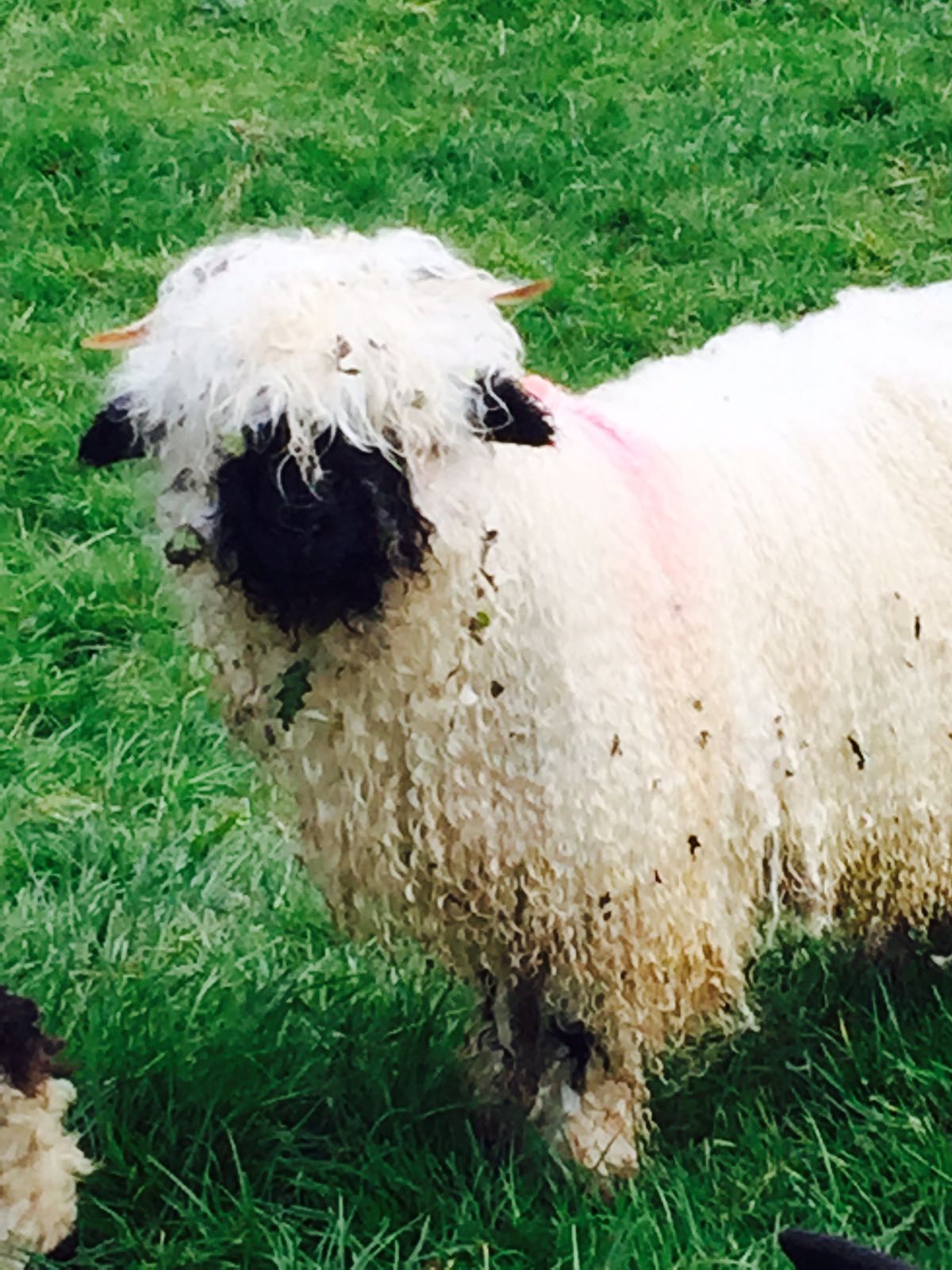 Valais Sheep