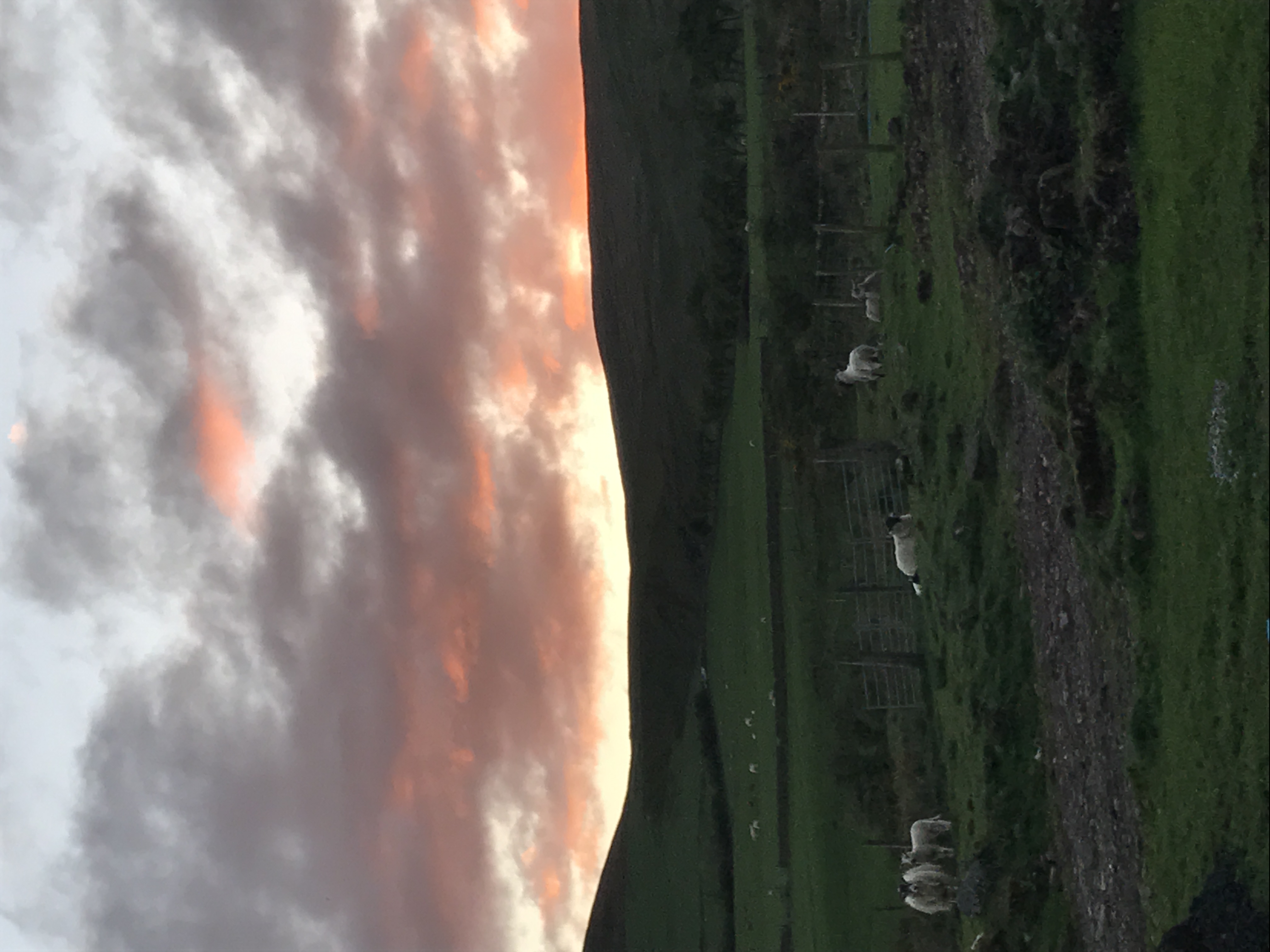 Evening View