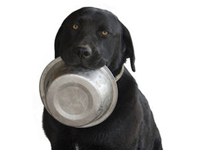 How to feed a dog