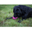Thumbnail: Dog Comets - Moonstone roze rond