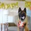 Thumbnail: Pawfect Present