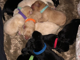 September 2019 Litter