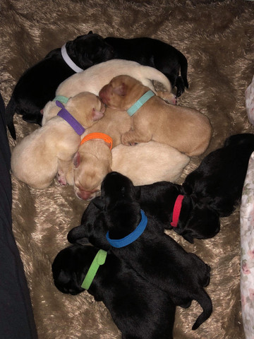 September 2019 Litter