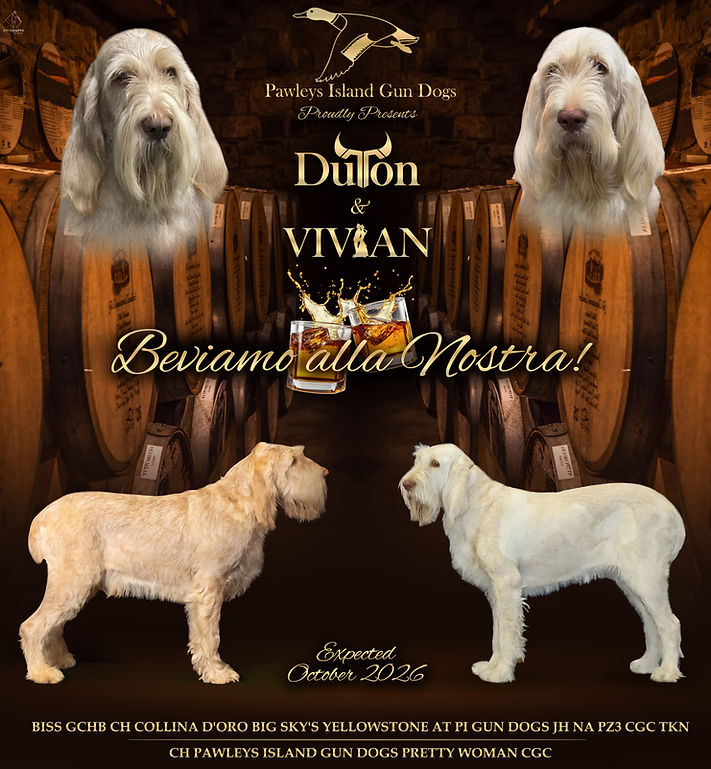 Dutton x Vivian Breeding Announcement.jpg