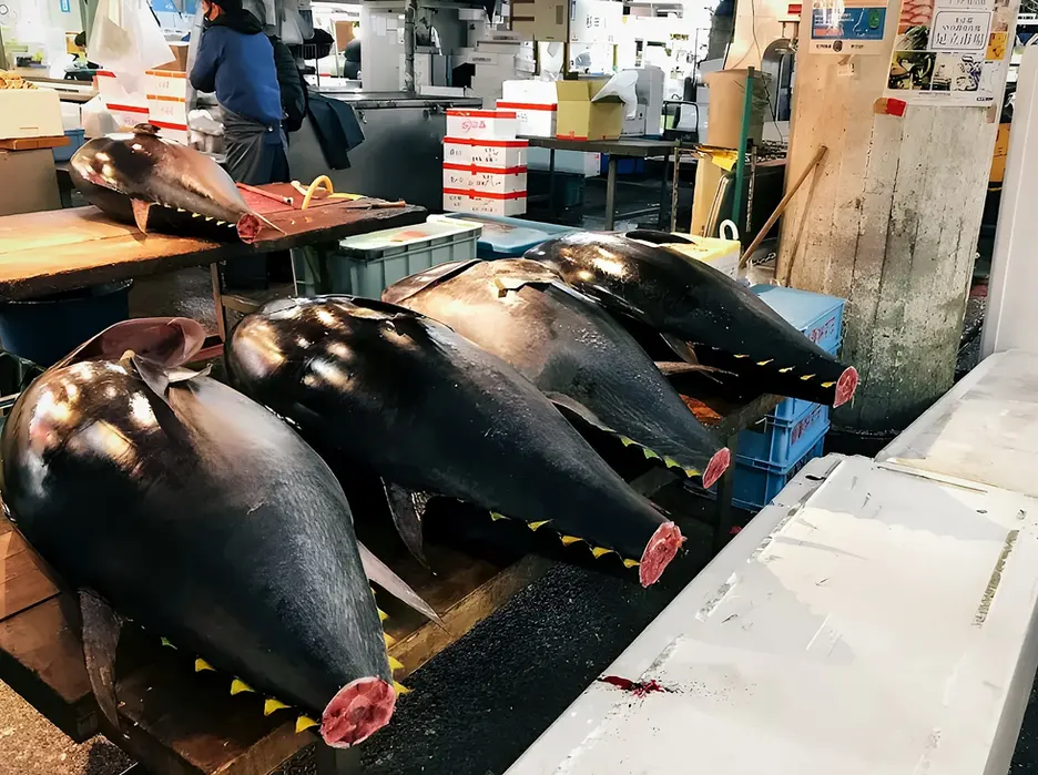 Tuna selection at Adachi Market