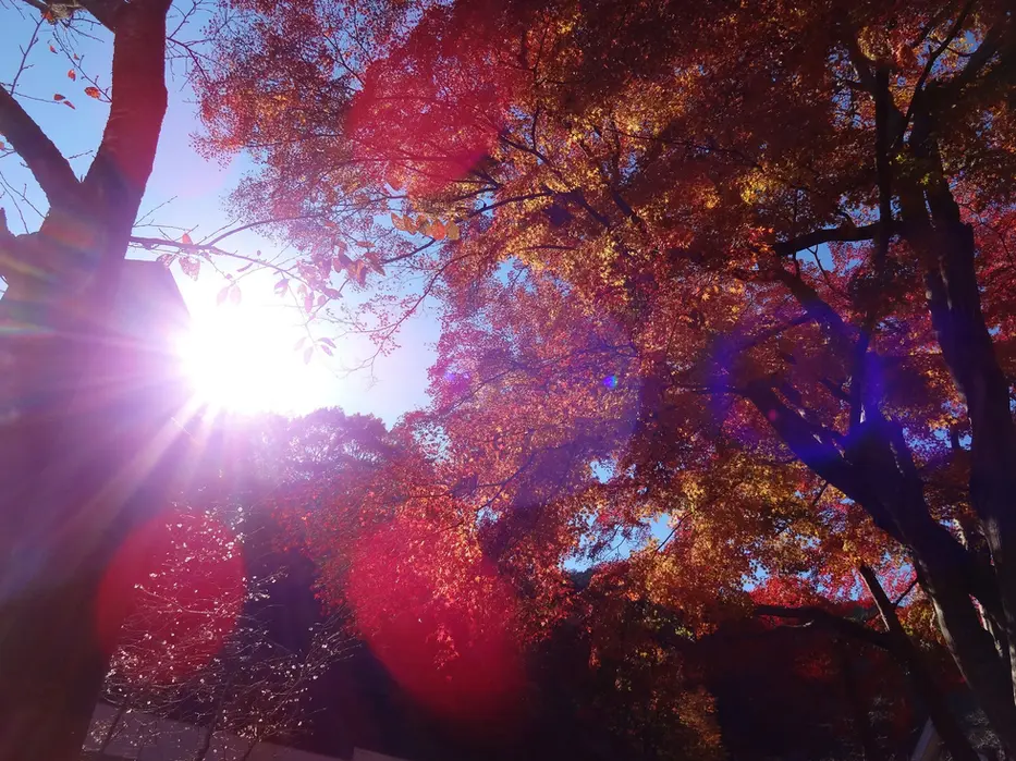 Sunburst through vivid autumn maple canopy
