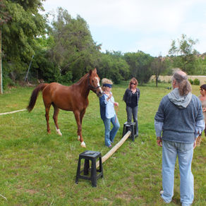 Notable y nueva experiencia! Coaching y aprendizaje vivencial asistido con caballos desarrollándose