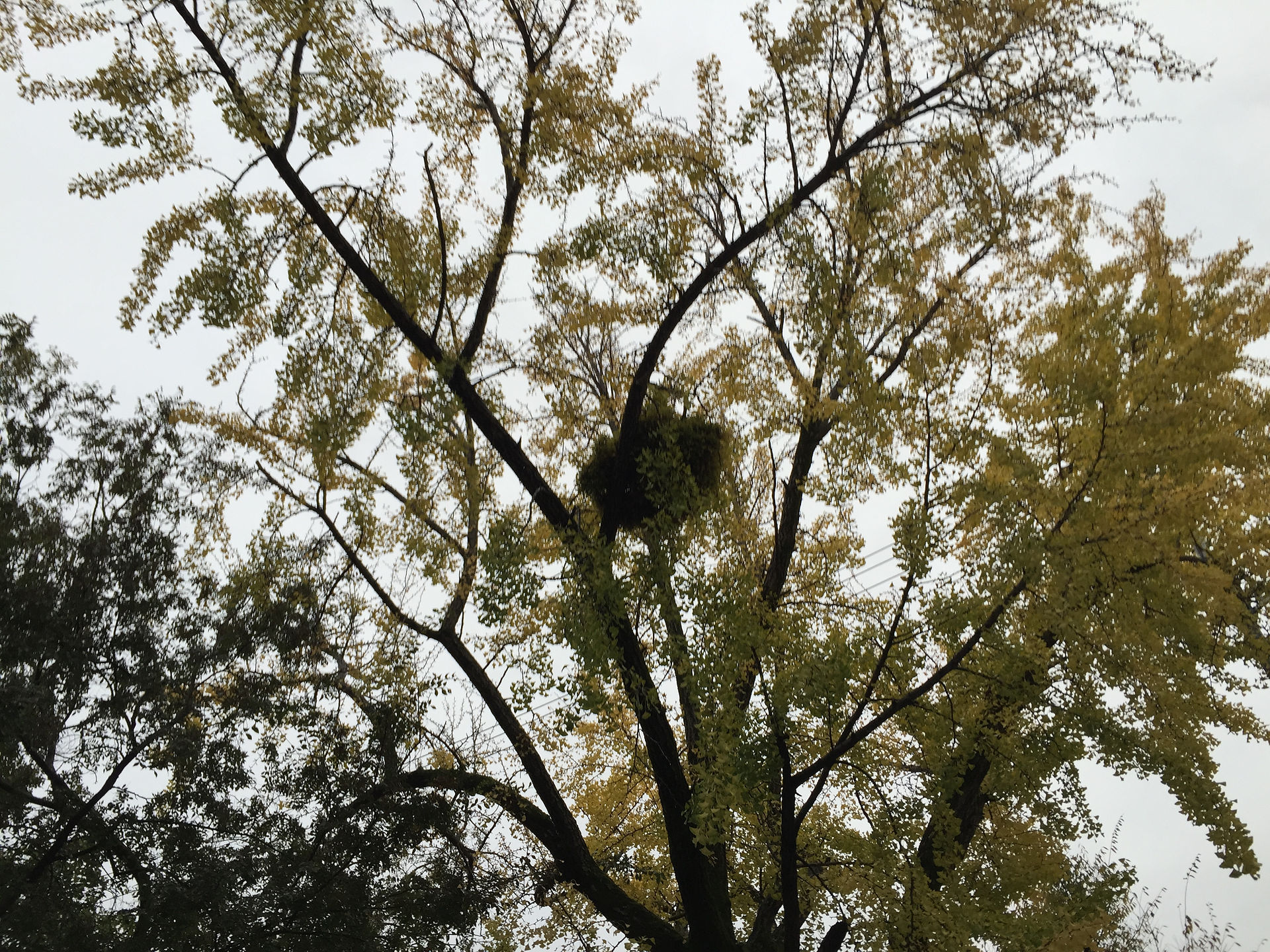 写真 2015-11-08 16 19 27