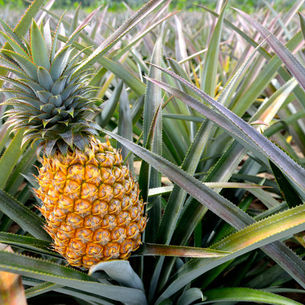 Pineapple 