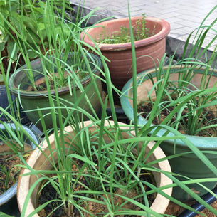 Chives 
