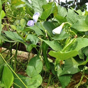 Kacang Botol 