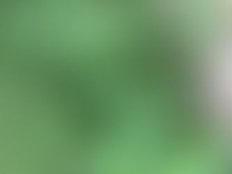 Kangkong