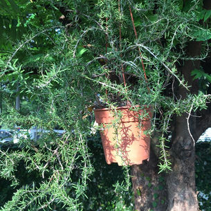 Rosemary 
