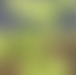 Citronella Mosquito Plant 
