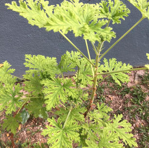 Citronella Mosquito Plant 