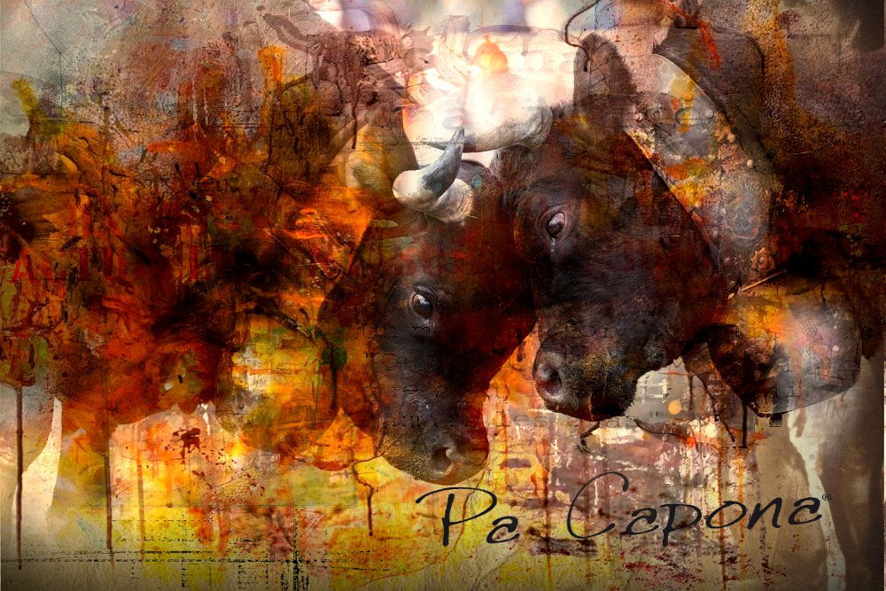 Prépartion avant combat - Vache d'Hérens - Projet 1 by Adélia Clavien