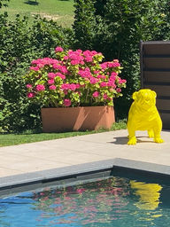 Animaux-en.résine-suisse-bulldog jaune-lausanne-1.jpeg