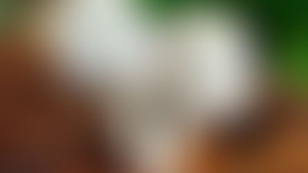 The impact of drug control on wider research: Psychedelic mushroom exploration