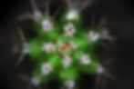San Pedro Cactus.jpg