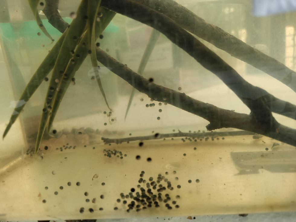 New eggs!