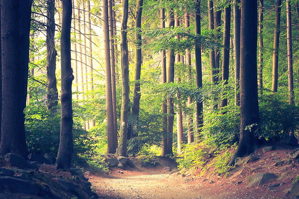 Lichtdurchfluteter Laubwald