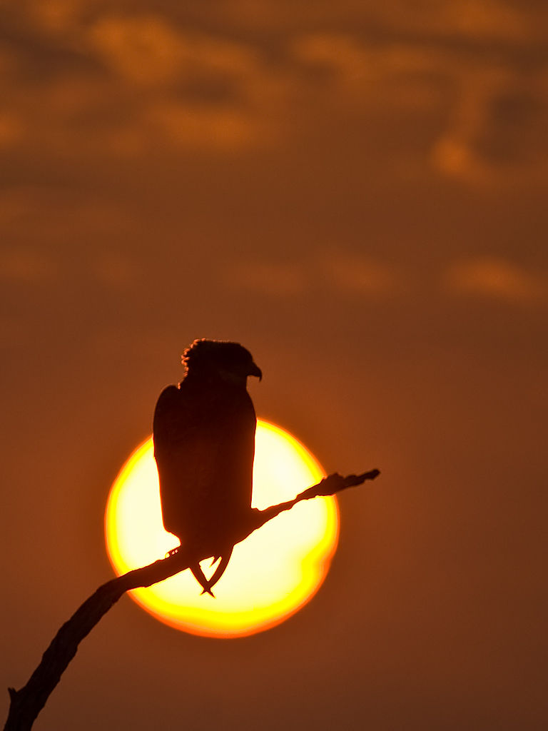 Bateleur Eagle at Sunrise