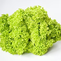 Green Coral Lettuce 青生菜