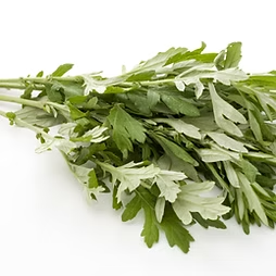 Mugwort  艾草