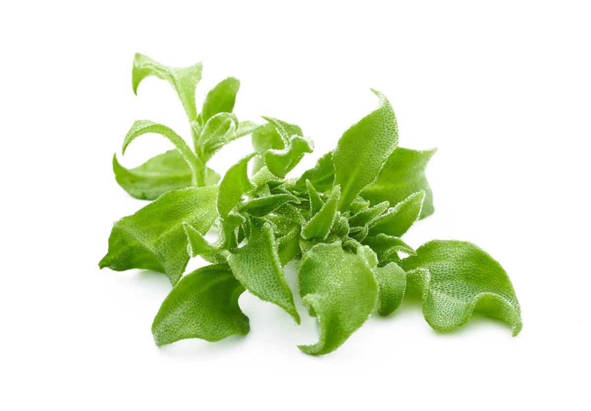 Ice Plant 冰菜