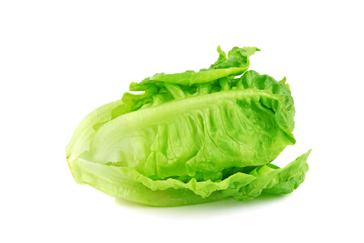 Baby Romaine Lettuce 小罗曼