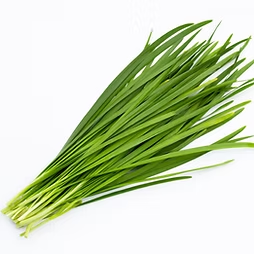 Royale Chives 青龙菜
