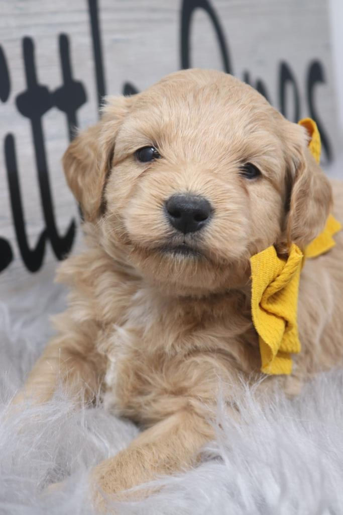 Thumbnail: Male 2082