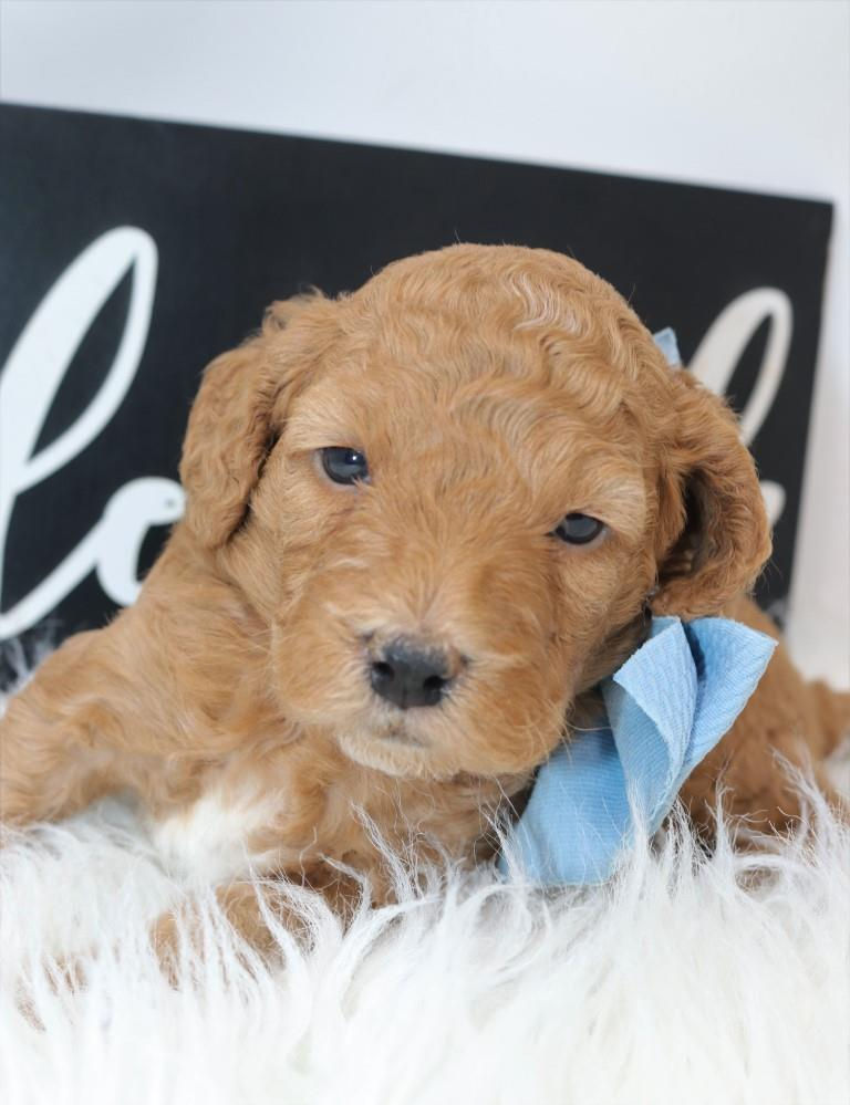 Thumbnail: Male 2090