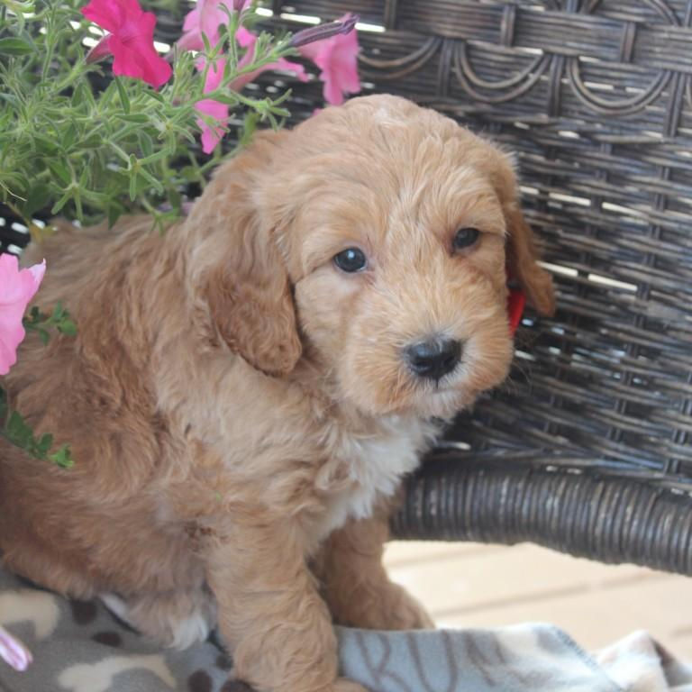 Thumbnail: Male 3190