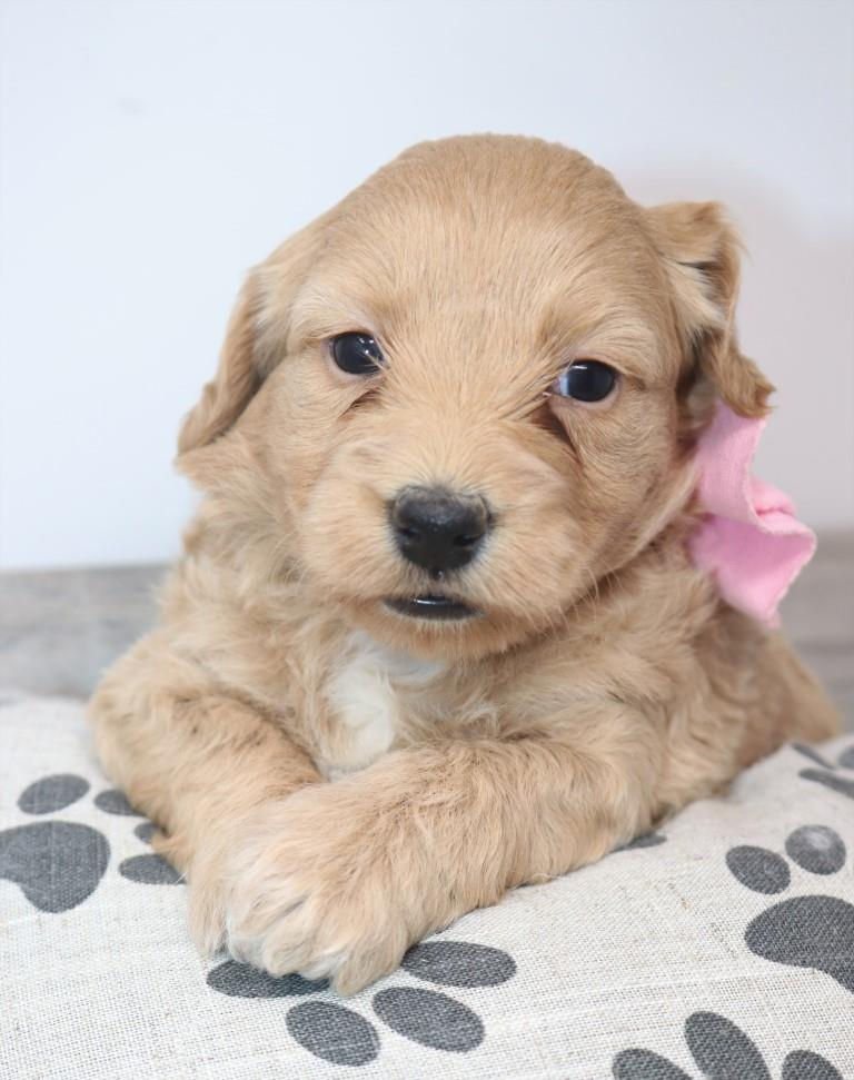 Thumbnail: Female 2088