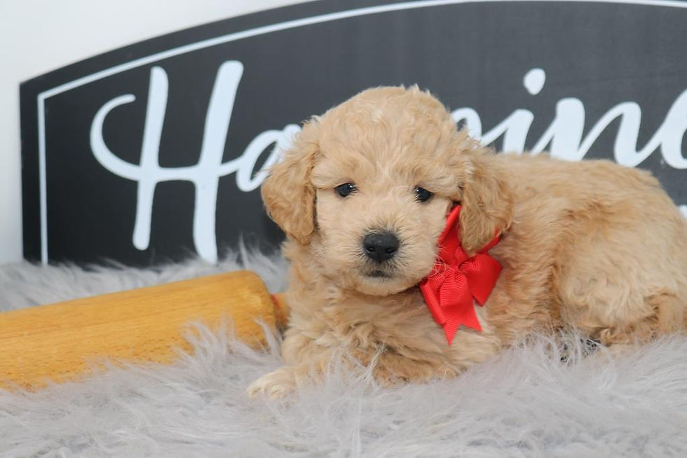 Thumbnail: Male 3363