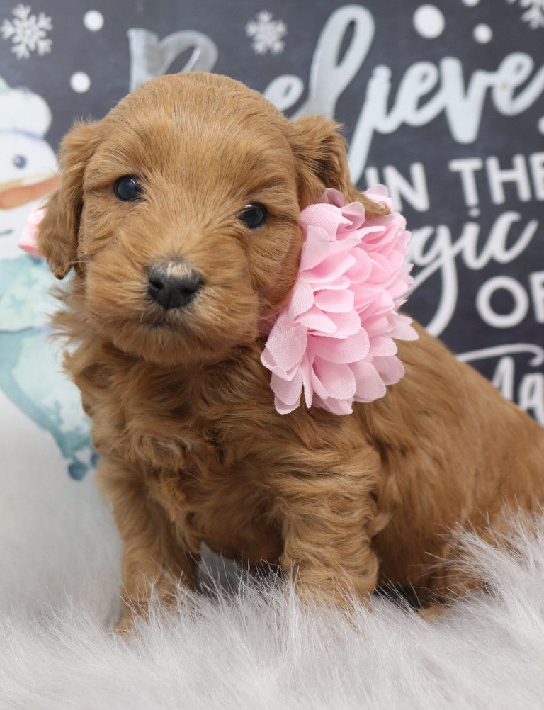 Thumbnail: Female 6697