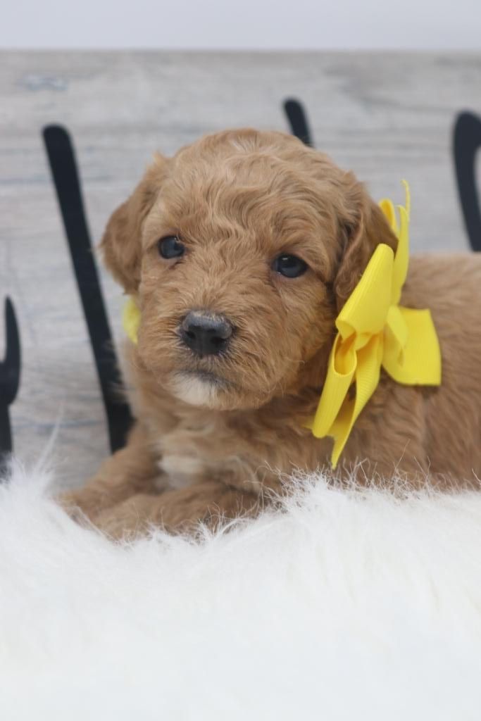 Thumbnail: Female 3685