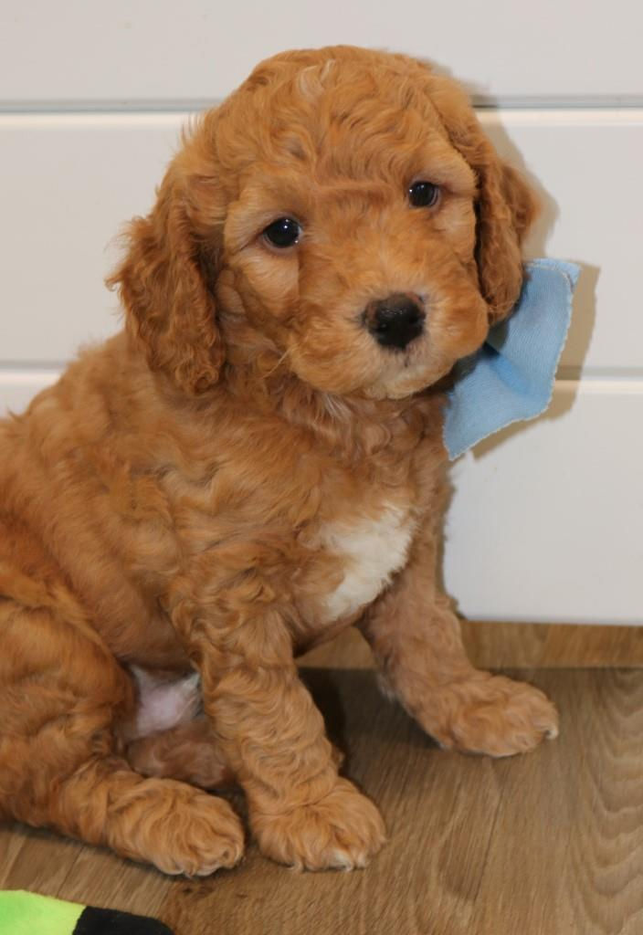 Thumbnail: Male 2090